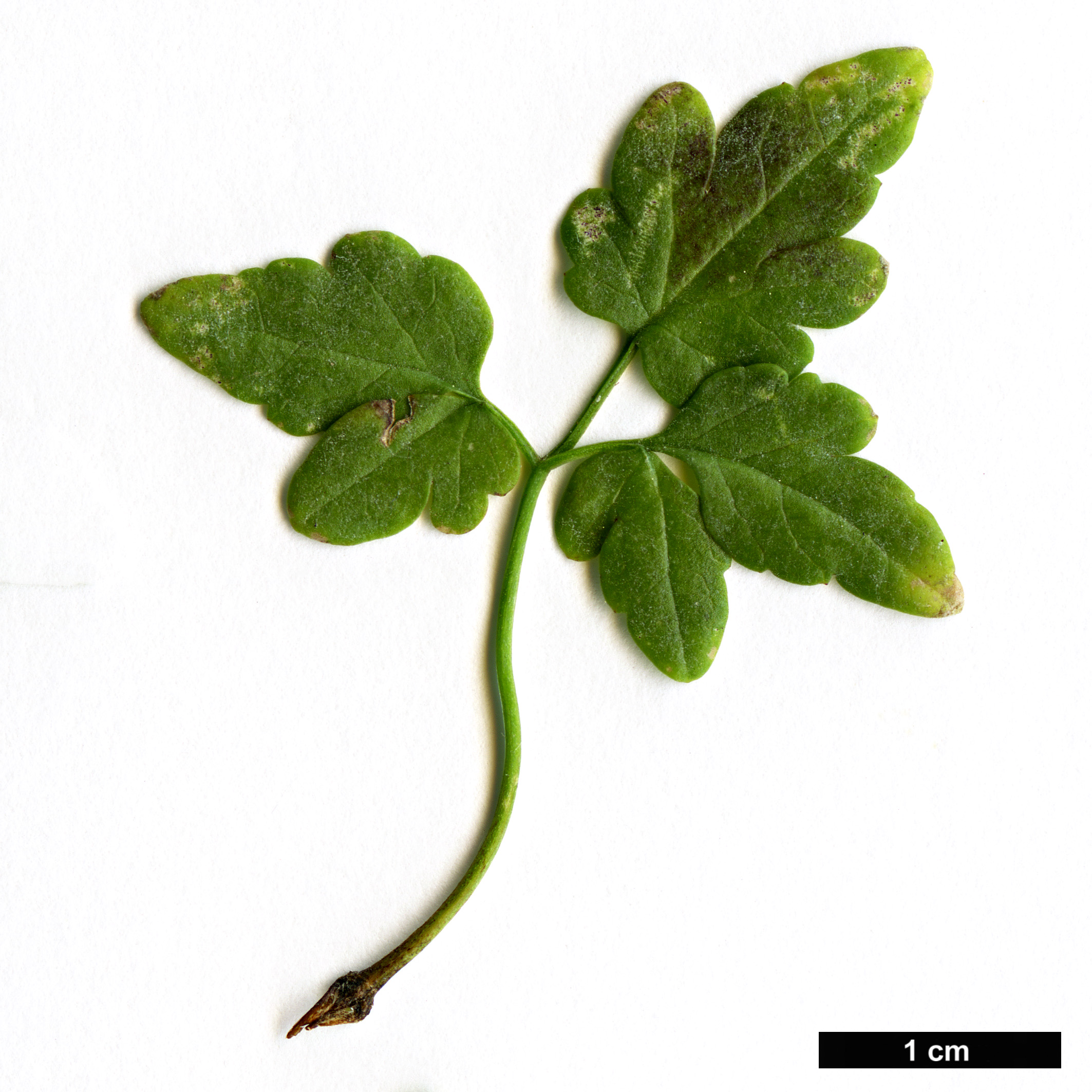 High resolution image: Family: Ranunculaceae - Genus: Clematis - Taxon: cirrhosa